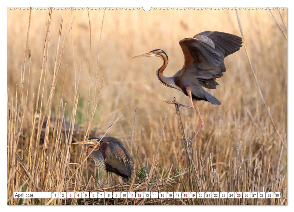 Extrem seltene Reiher (CALVENDO Wandkalender 2026)