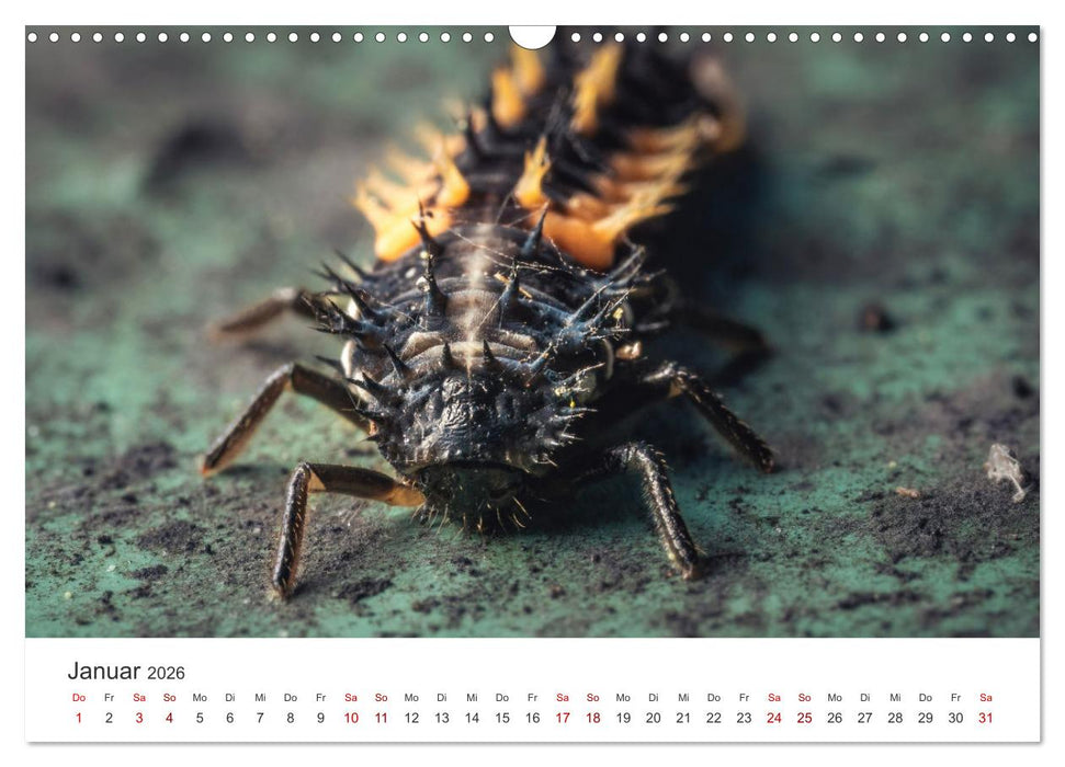 Makrowelten Tierreich (CALVENDO Wandkalender 2026)