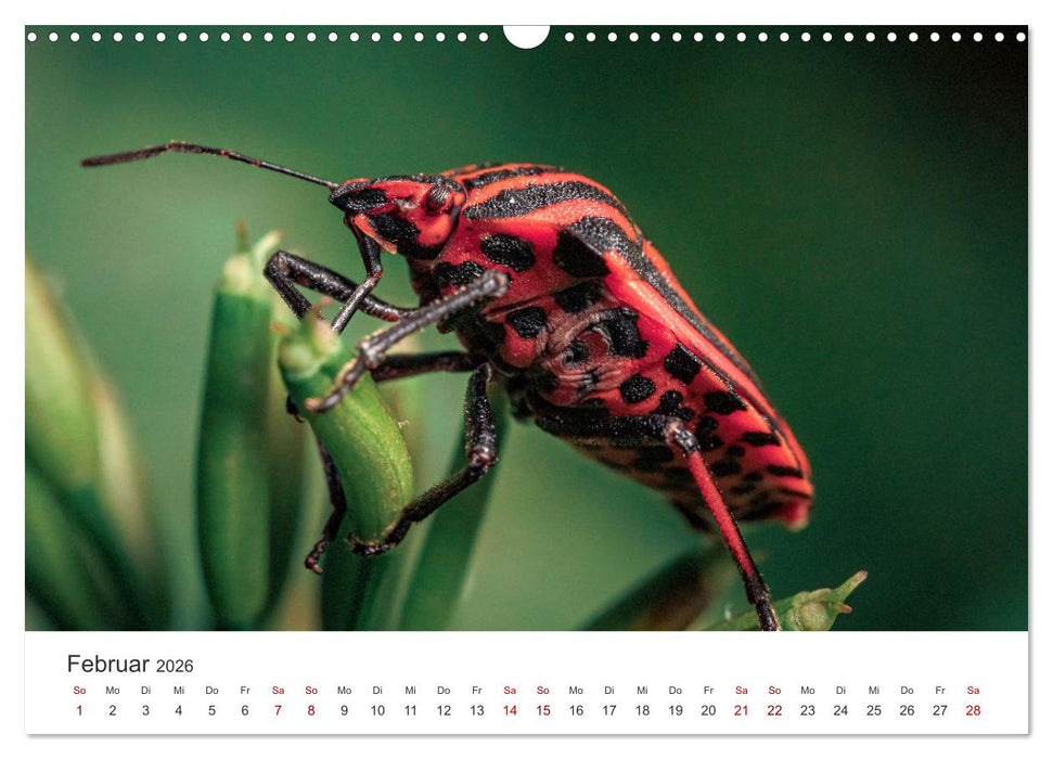 Makrowelten Tierreich (CALVENDO Wandkalender 2026)