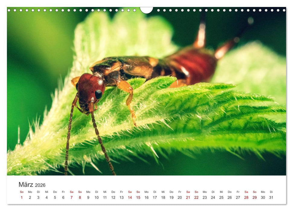 Makrowelten Tierreich (CALVENDO Wandkalender 2026)