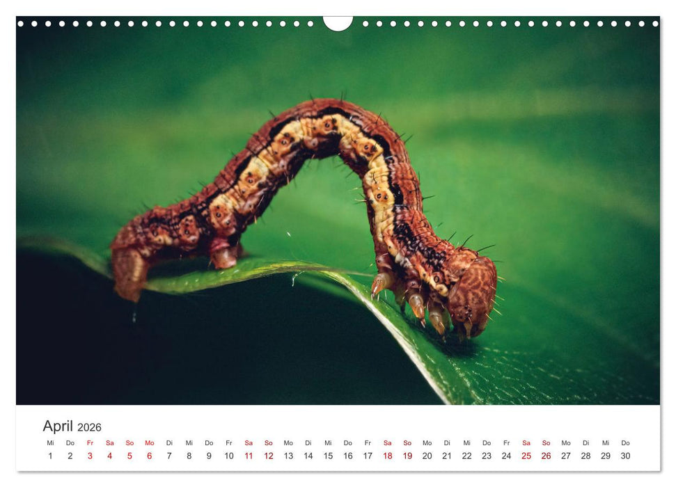 Makrowelten Tierreich (CALVENDO Wandkalender 2026)