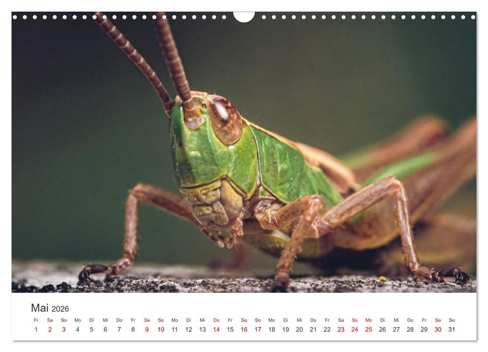 Makrowelten Tierreich (CALVENDO Wandkalender 2026)