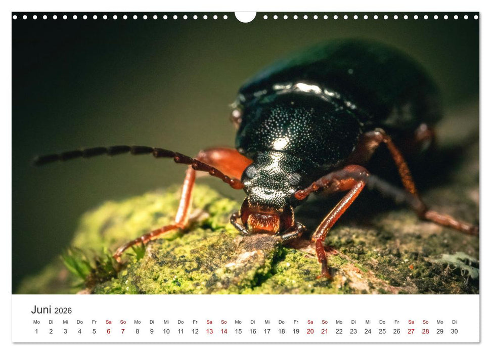 Makrowelten Tierreich (CALVENDO Wandkalender 2026)