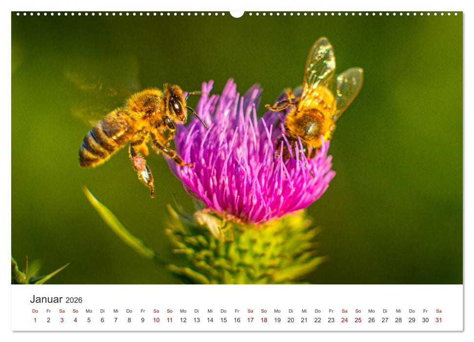 Die Welt der fleißigen Bienen (CALVENDO Wandkalender 2026)