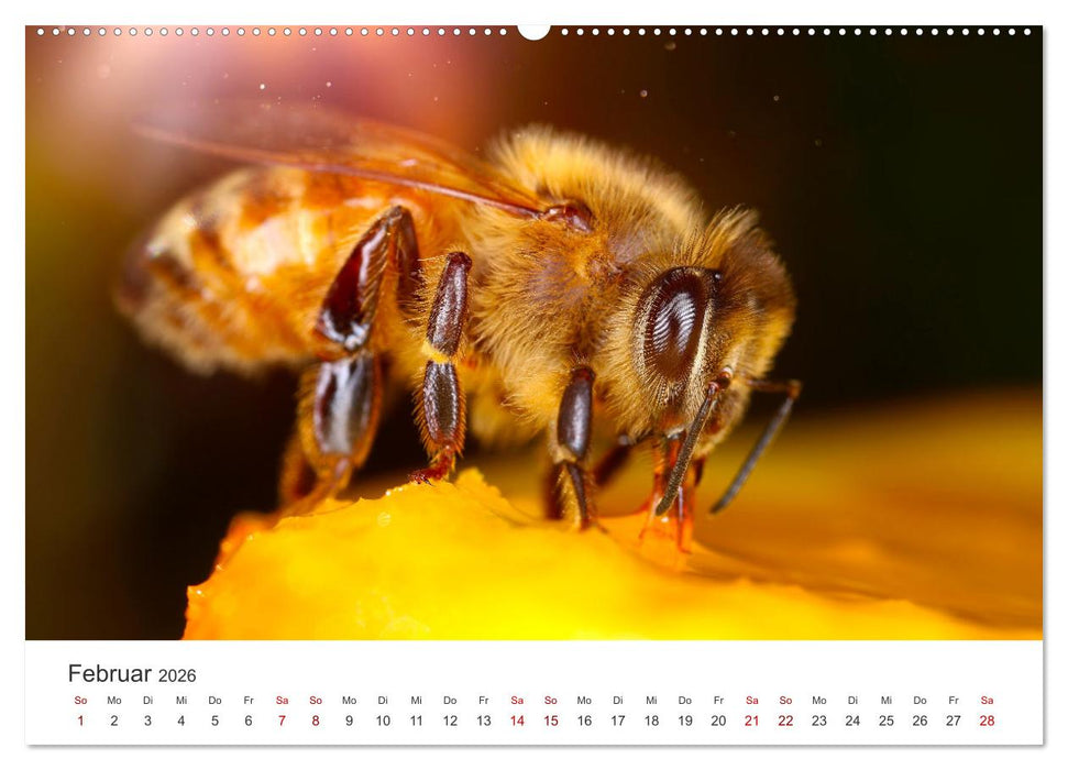 Die Welt der fleißigen Bienen (CALVENDO Wandkalender 2026)