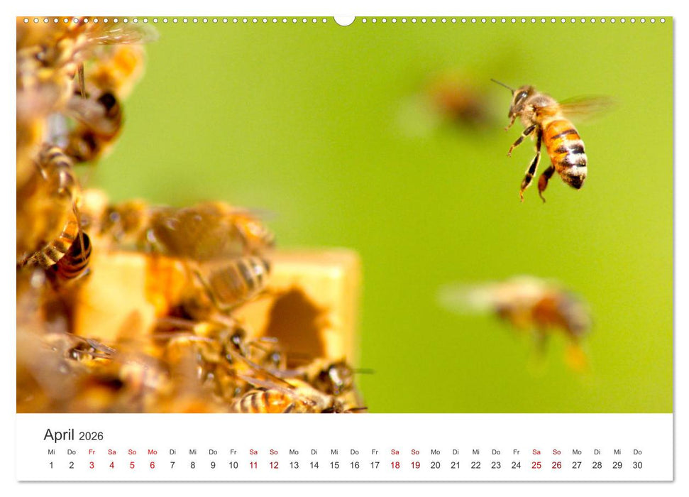Die Welt der fleißigen Bienen (CALVENDO Wandkalender 2026)