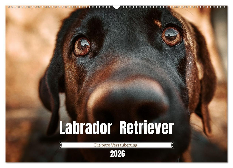 Verzauberung Labrador Retriever 2026 (CALVENDO Wandkalender 2026)