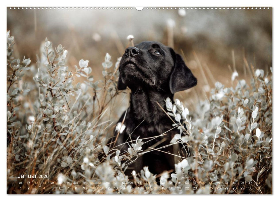 Verzauberung Labrador Retriever 2026 (CALVENDO Wandkalender 2026)