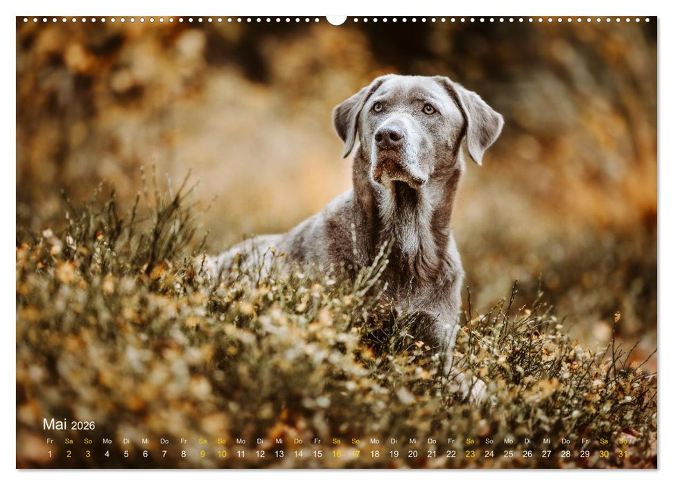 Verzauberung Labrador Retriever 2026 (CALVENDO Wandkalender 2026)