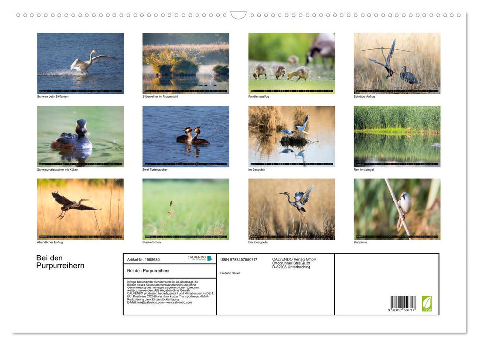 Bei den Purpurreihern (CALVENDO Wandkalender 2026)
