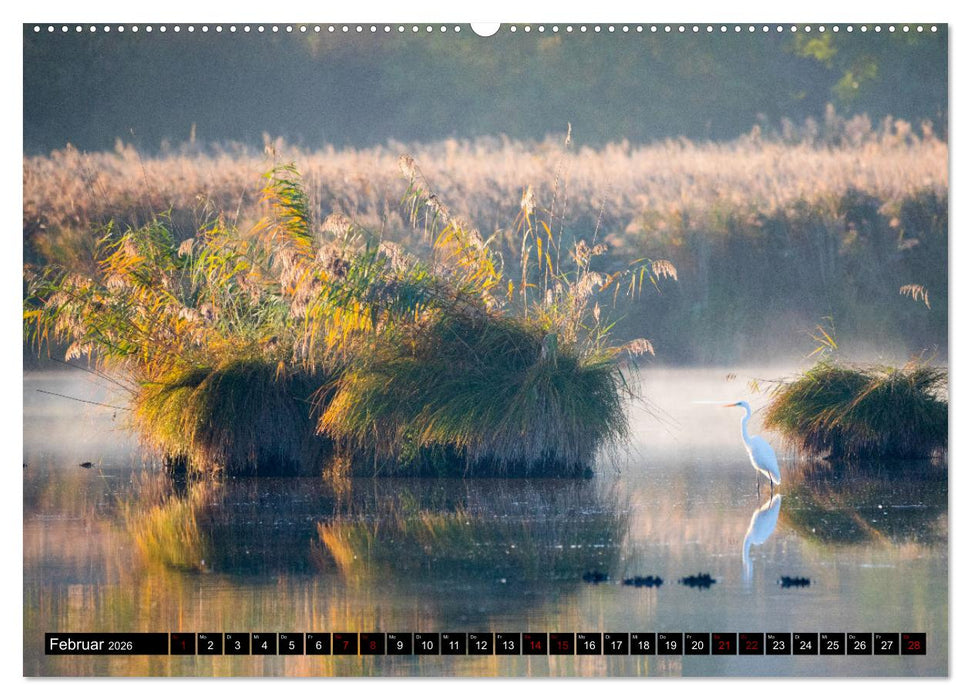 Bei den Purpurreihern (CALVENDO Wandkalender 2026)