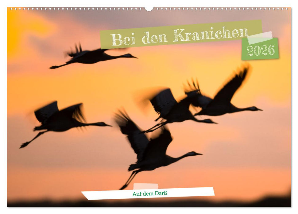 Bei den Kranichen (CALVENDO Wandkalender 2026)