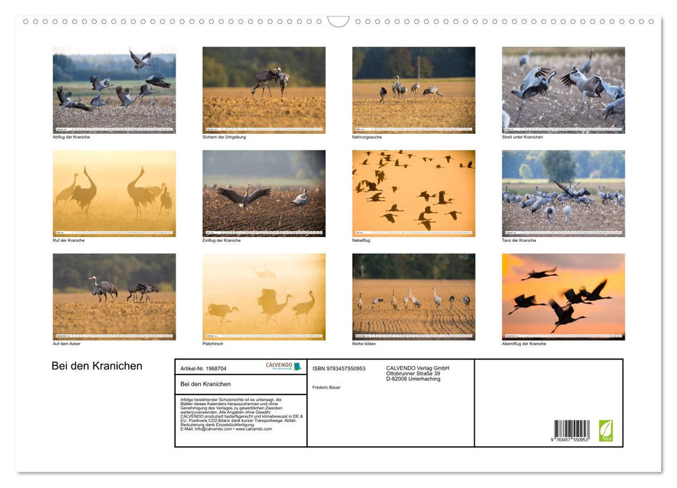Bei den Kranichen (CALVENDO Wandkalender 2026)