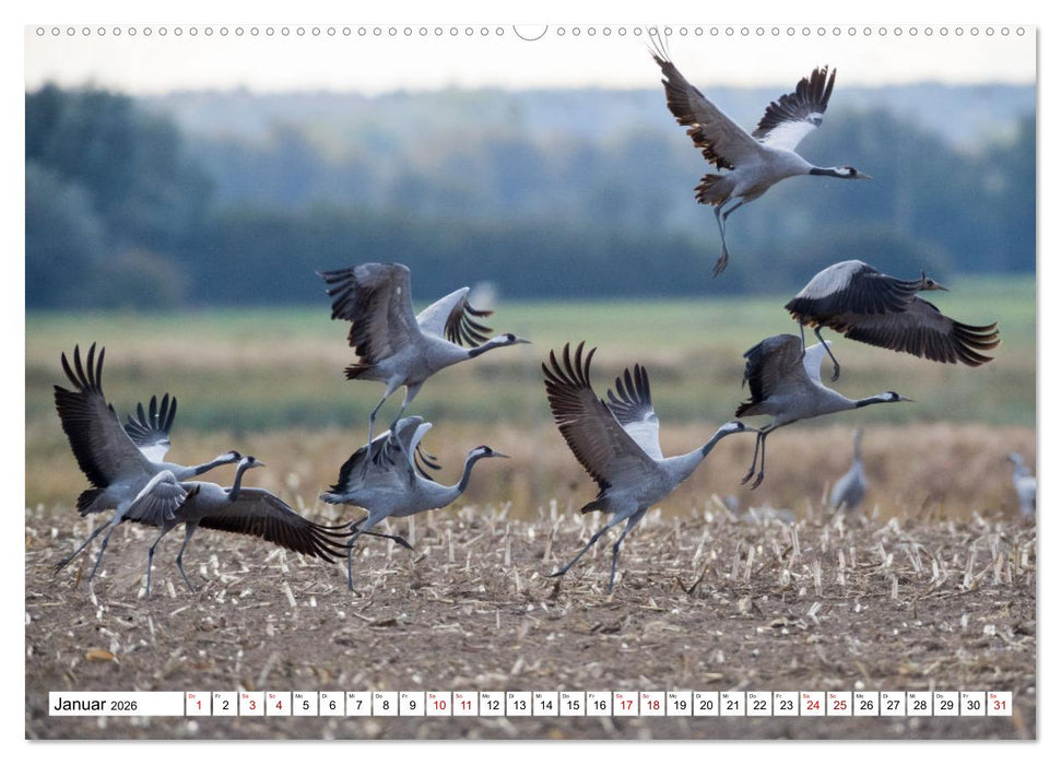 Bei den Kranichen (CALVENDO Wandkalender 2026)