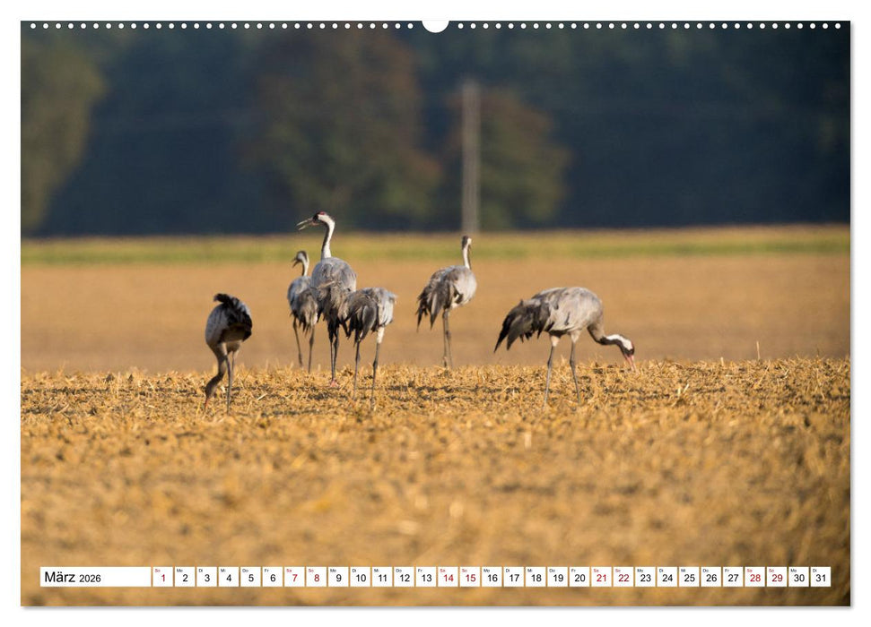 Bei den Kranichen (CALVENDO Wandkalender 2026)
