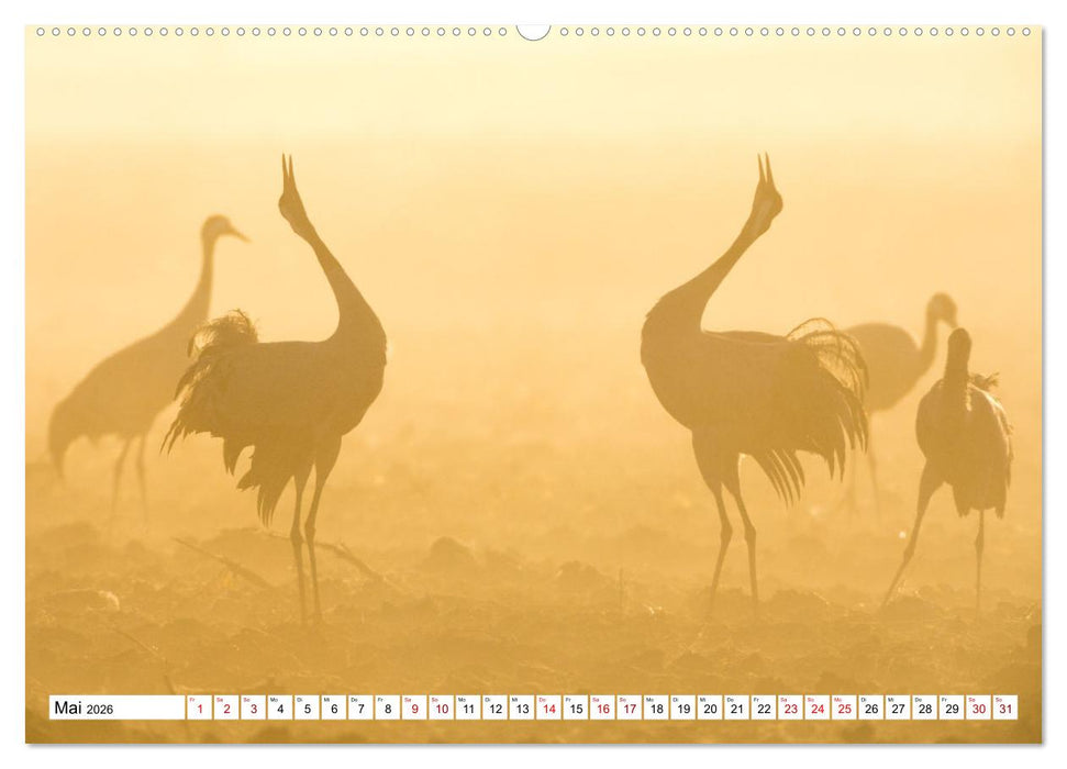 Bei den Kranichen (CALVENDO Wandkalender 2026)