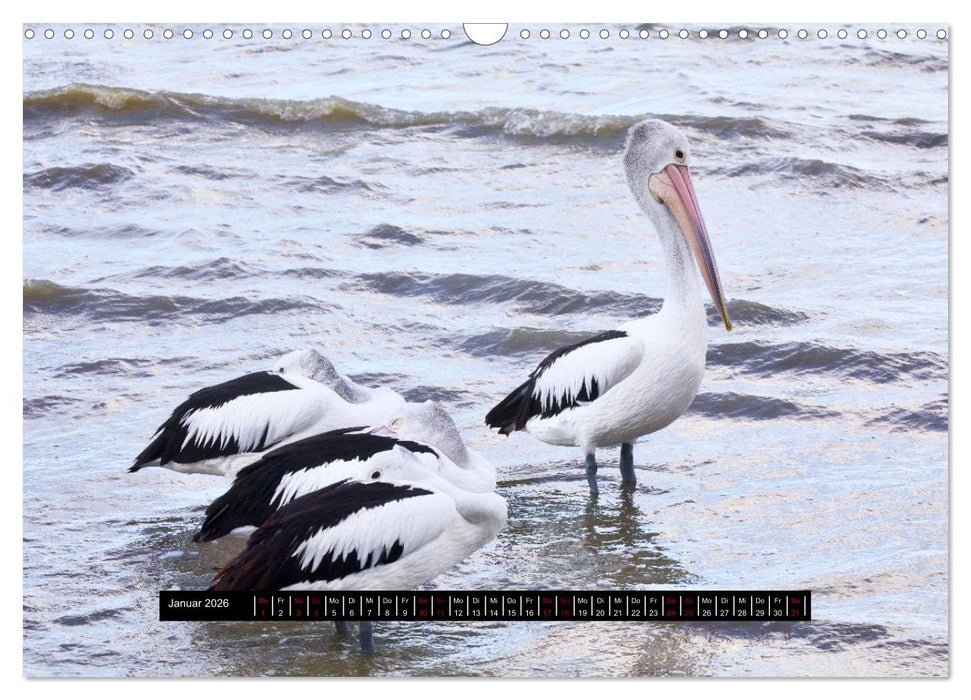 Faszination Australien - Welt der Vögel (CALVENDO Wandkalender 2026)