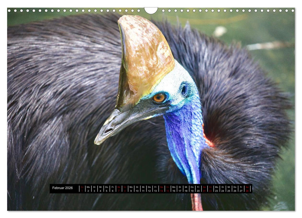 Faszination Australien - Welt der Vögel (CALVENDO Wandkalender 2026)