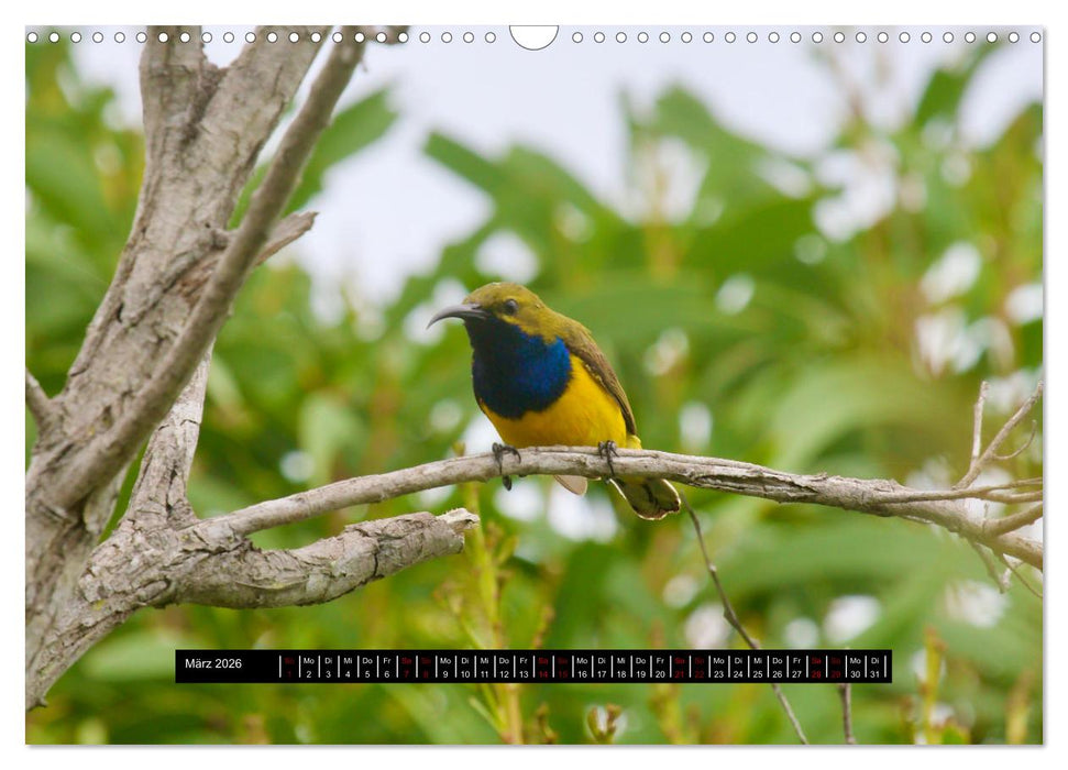 Faszination Australien - Welt der Vögel (CALVENDO Wandkalender 2026)