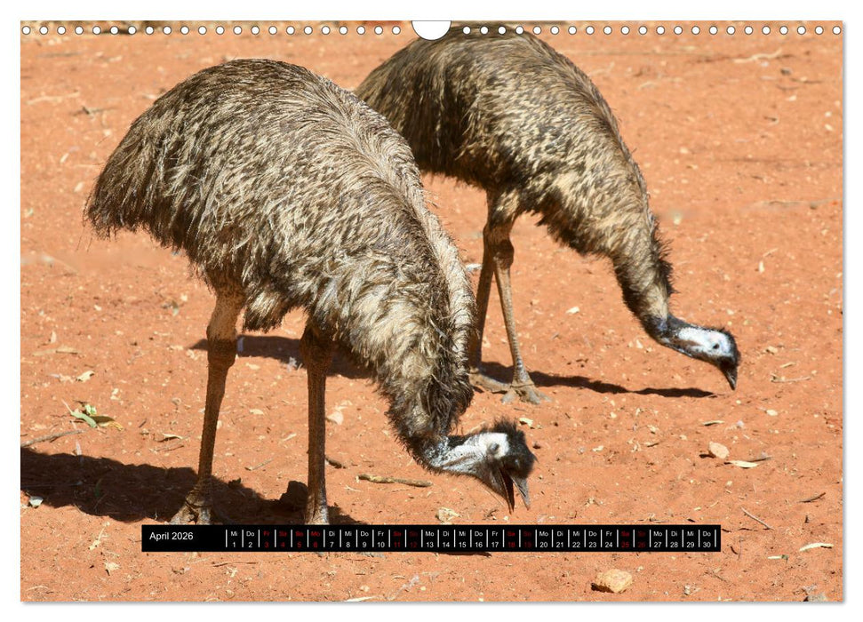 Faszination Australien - Welt der Vögel (CALVENDO Wandkalender 2026)