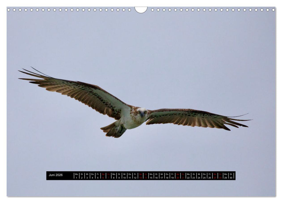 Faszination Australien - Welt der Vögel (CALVENDO Wandkalender 2026)