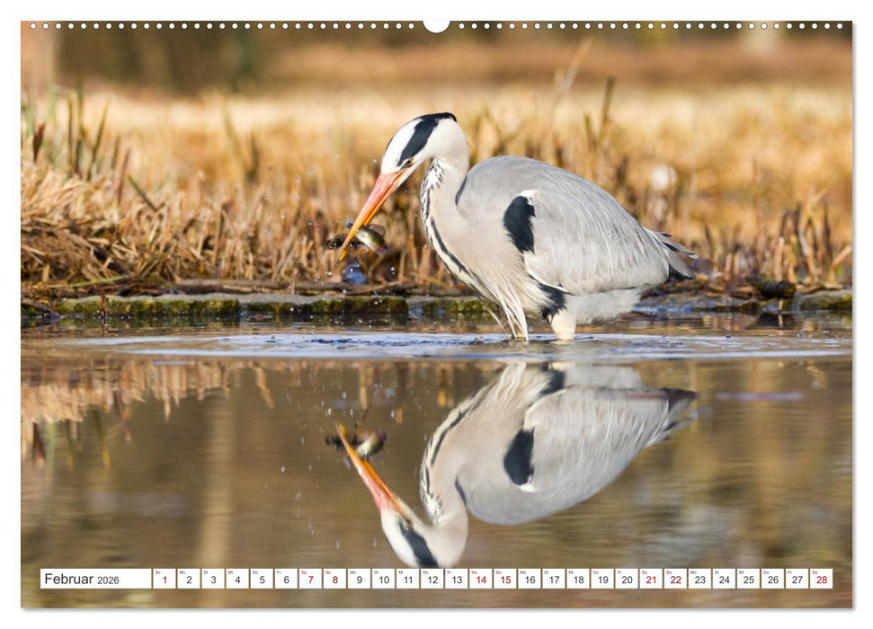 Faszination Wildlife (CALVENDO Wandkalender 2026)