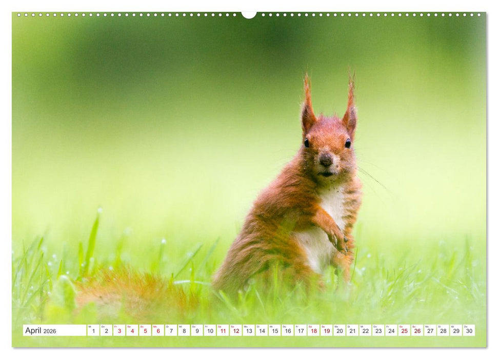 Faszination Wildlife (CALVENDO Wandkalender 2026)