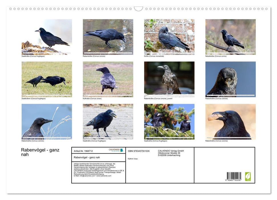 Rabenvögel - ganz nah (CALVENDO Wandkalender 2026)