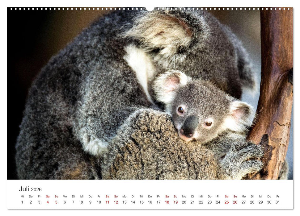 Knuffige Koalabären (CALVENDO Premium Wandkalender 2026)