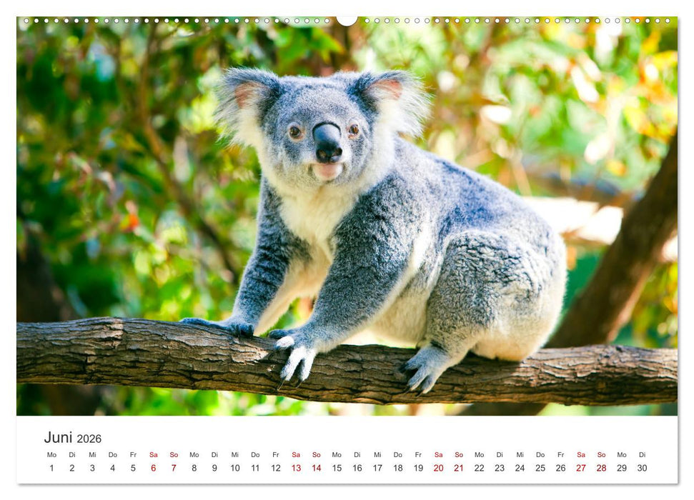 Knuffige Koalabären (CALVENDO Wandkalender 2026)