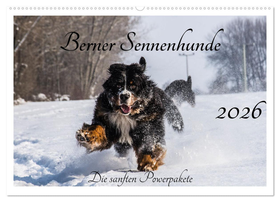 Berner Sennenhunde - Die sanften Powerpakete (CALVENDO Wandkalender 2026)