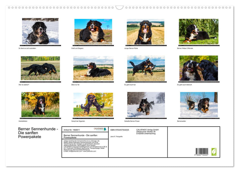 Berner Sennenhunde - Die sanften Powerpakete (CALVENDO Wandkalender 2026)