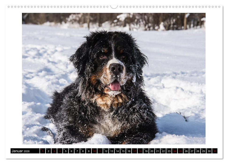 Berner Sennenhunde - Die sanften Powerpakete (CALVENDO Wandkalender 2026)
