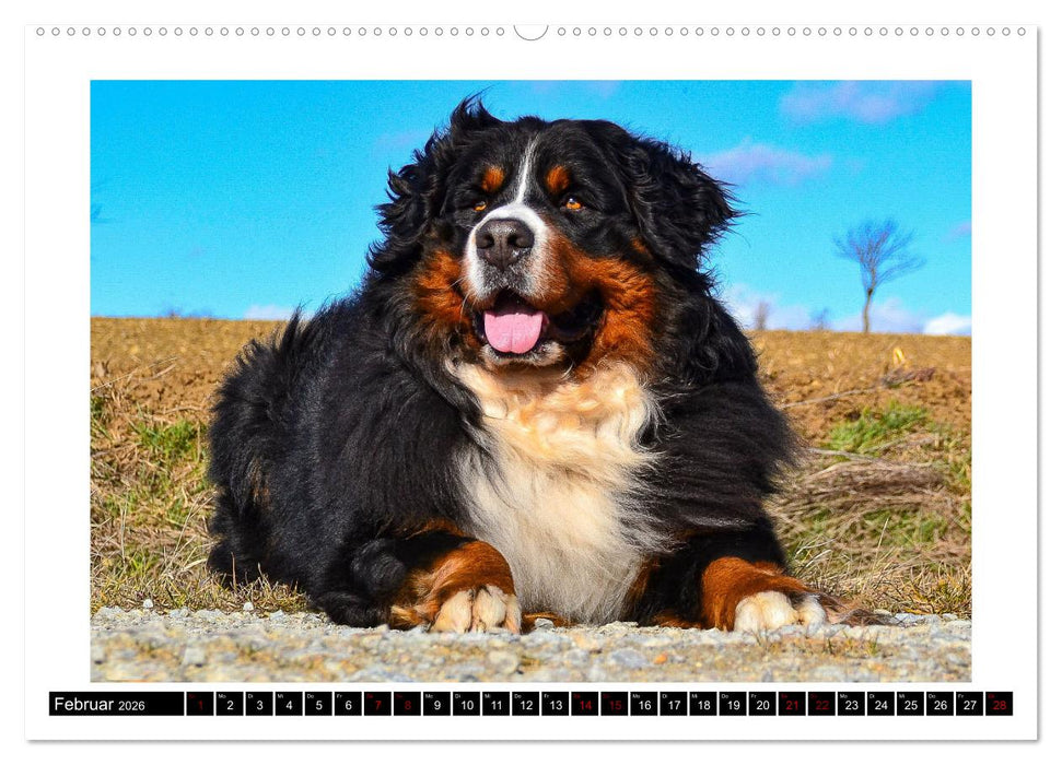 Berner Sennenhunde - Die sanften Powerpakete (CALVENDO Wandkalender 2026)