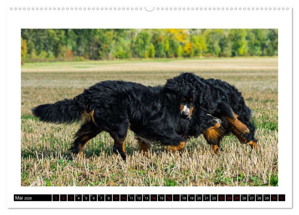 Berner Sennenhunde - Die sanften Powerpakete (CALVENDO Wandkalender 2026)