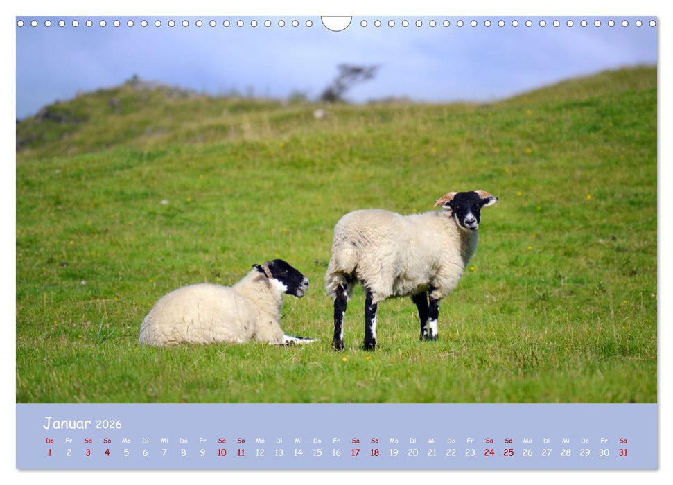 Wolle & Hörner (CALVENDO Wandkalender 2026)