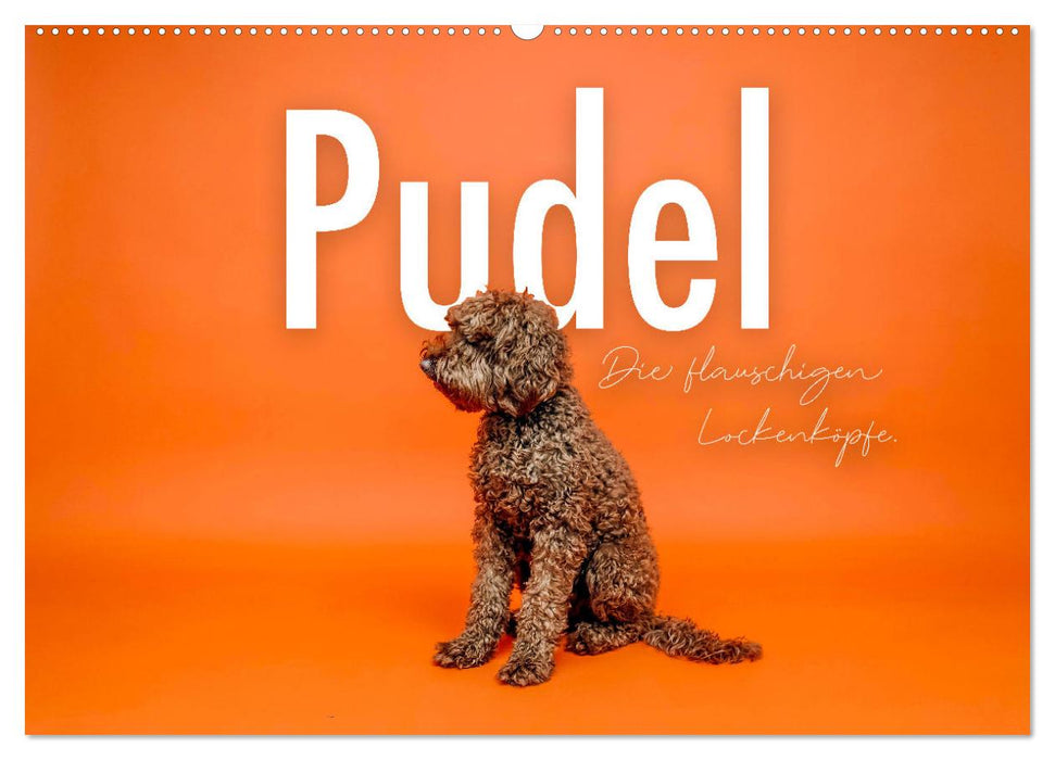 Pudel - Die flauschigen Lockenköpfe. (CALVENDO Wandkalender 2026)