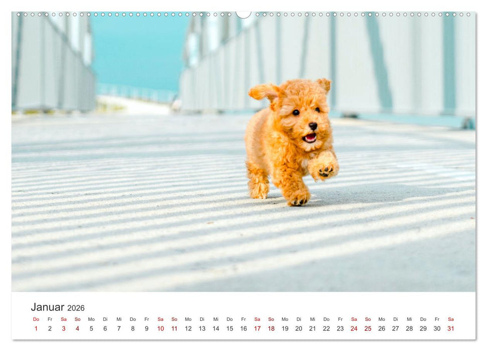 Pudel - Die flauschigen Lockenköpfe. (CALVENDO Wandkalender 2026)