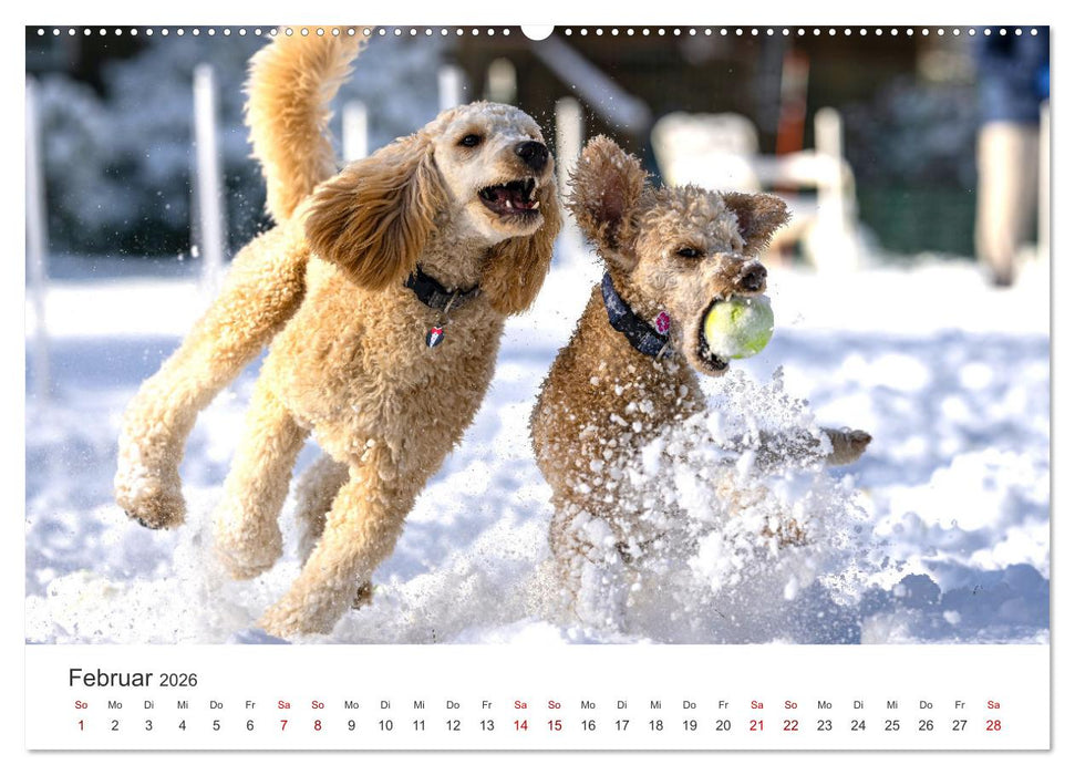 Pudel - Die flauschigen Lockenköpfe. (CALVENDO Wandkalender 2026)
