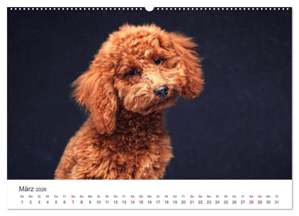 Pudel - Die flauschigen Lockenköpfe. (CALVENDO Wandkalender 2026)