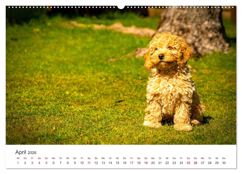 Pudel - Die flauschigen Lockenköpfe. (CALVENDO Wandkalender 2026)