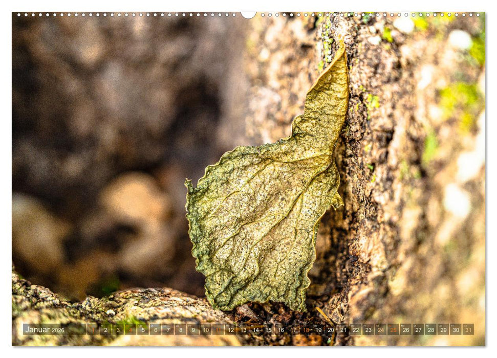 Berührende Schönheit des Vergänglichen (CALVENDO Wandkalender 2026)