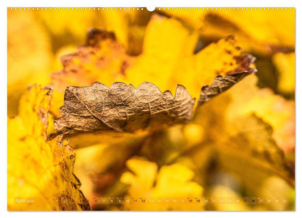 Berührende Schönheit des Vergänglichen (CALVENDO Wandkalender 2026)