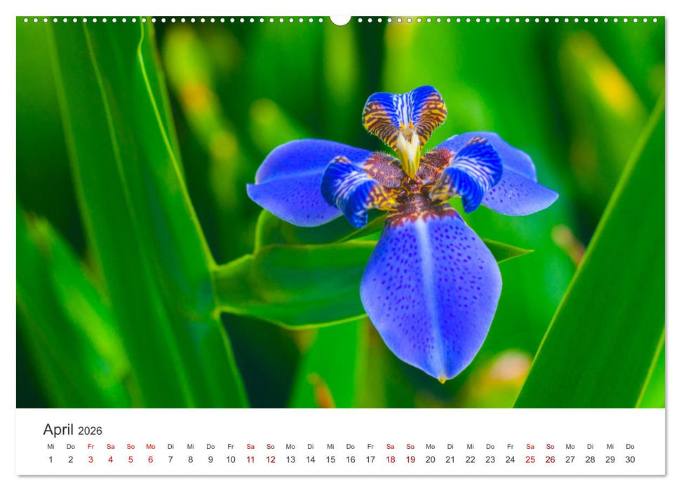 Die magische Welt der Blumen (CALVENDO Wandkalender 2026)