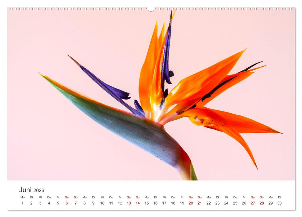 Die magische Welt der Blumen (CALVENDO Wandkalender 2026)