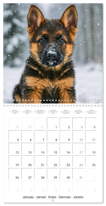 Paws and Seasons - A year with German shepherd puppies (CALVENDO Monthly Calendar 2026)