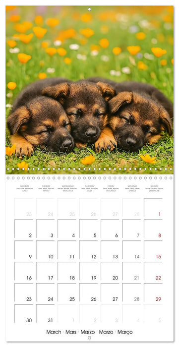 Paws and Seasons - A year with German shepherd puppies (CALVENDO Monthly Calendar 2026)