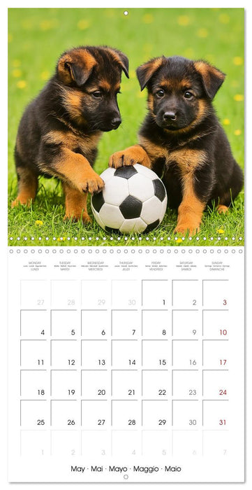 Paws and Seasons - A year with German shepherd puppies (CALVENDO Monthly Calendar 2026)