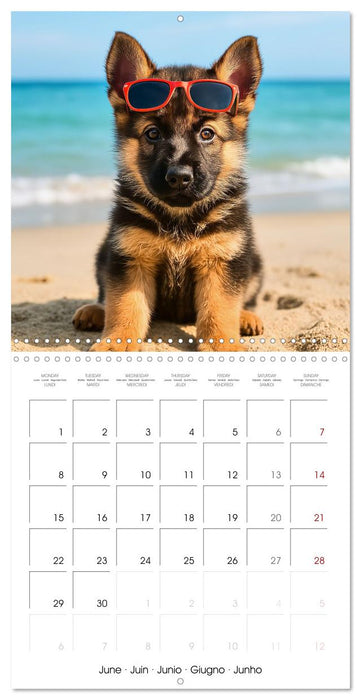 Paws and Seasons - A year with German shepherd puppies (CALVENDO Monthly Calendar 2026)