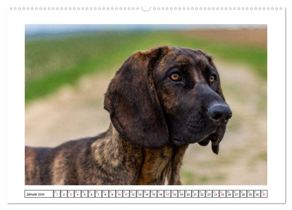 On Tour mit Labrador Yuki (CALVENDO Wandkalender 2026)